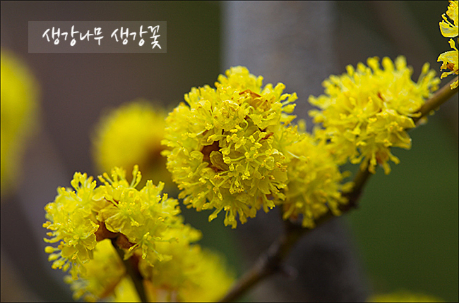 꽃차 효능의 생강나무 2