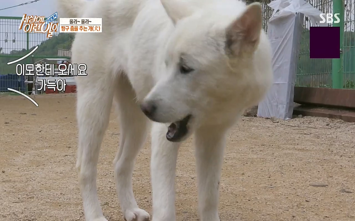 순간포착 세상에 이런일이.E1179.220511p-NEXT.mp4_20220511_175839.586.jpg