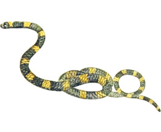 노란색-무늬가-있는-뱀