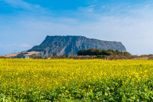 제주도 성산일출봉과 유채꽃