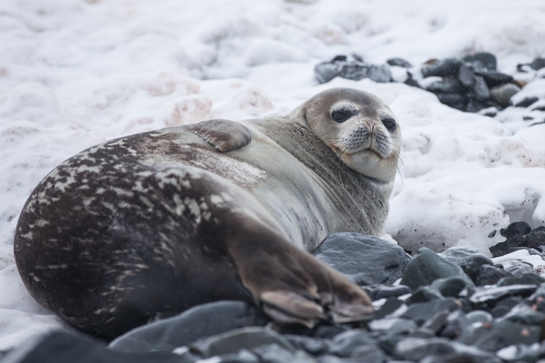 Seal