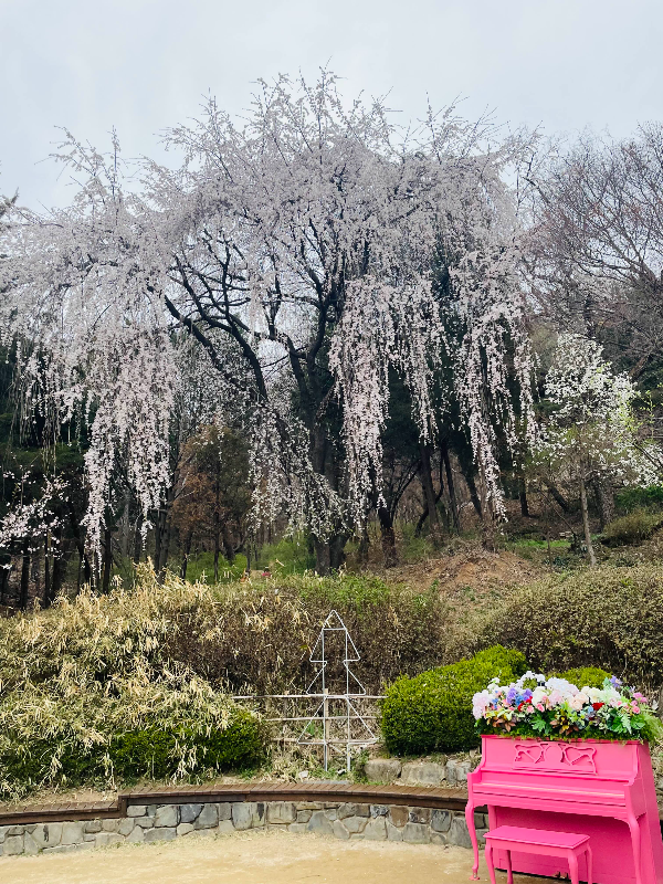 수양 벚꽃나무