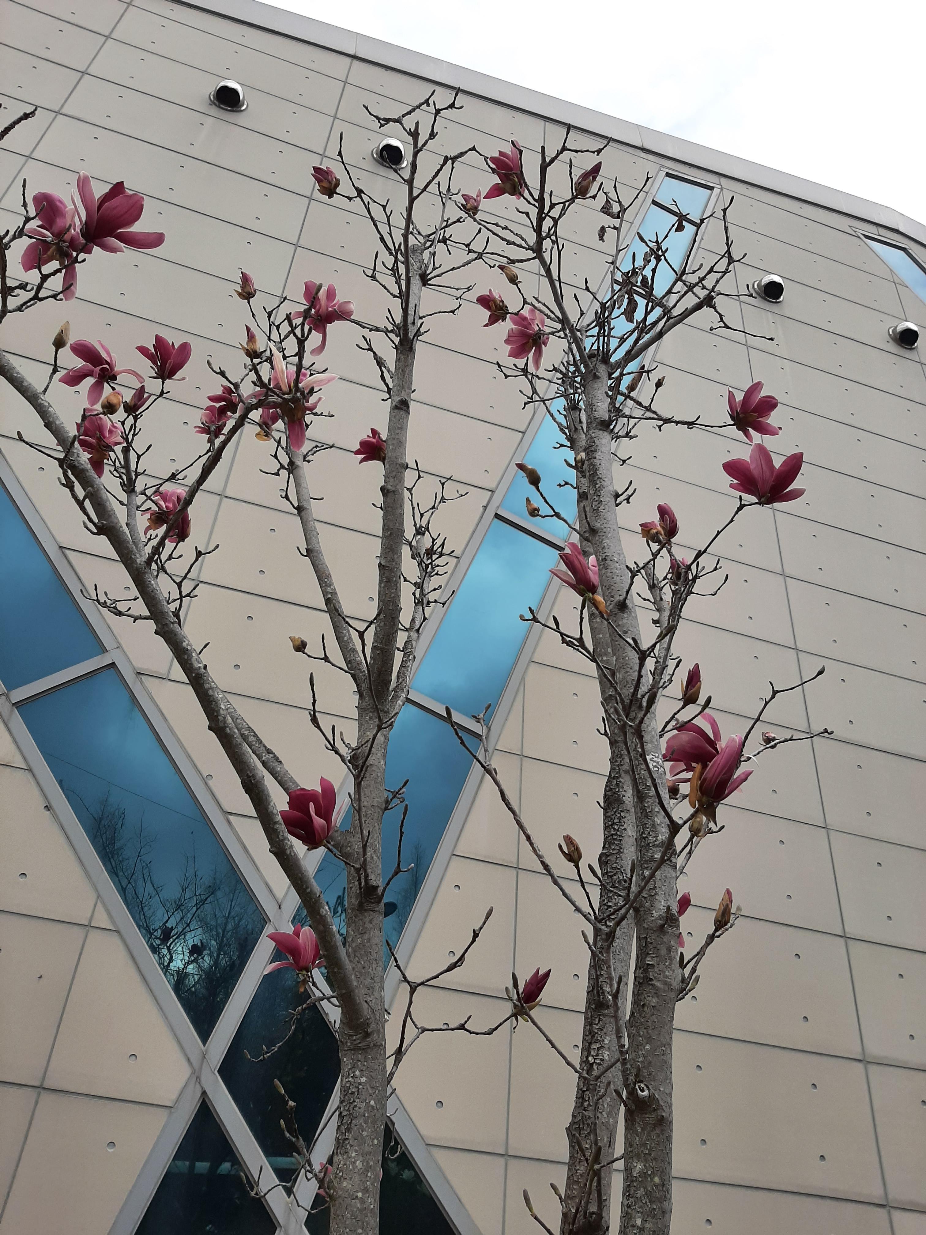 봄꽃 목련과 벚꽃이 한창입니다 / 꽃길만 걸으면 (03/23/22) 11