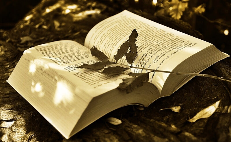펼쳐진-책에-잎사귀가-놓여져-있는-장면