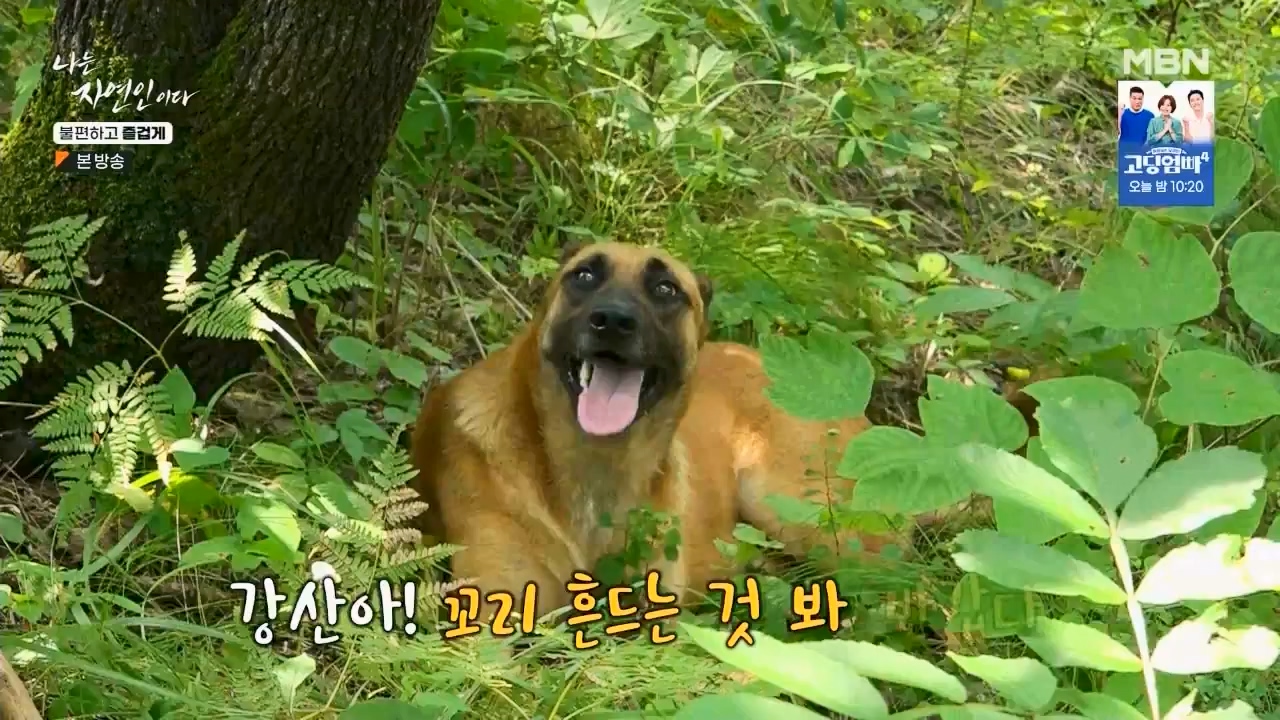 나는 자연인이다.E566.230810p.WANNA.mp4_20230810_202551.564.jpg