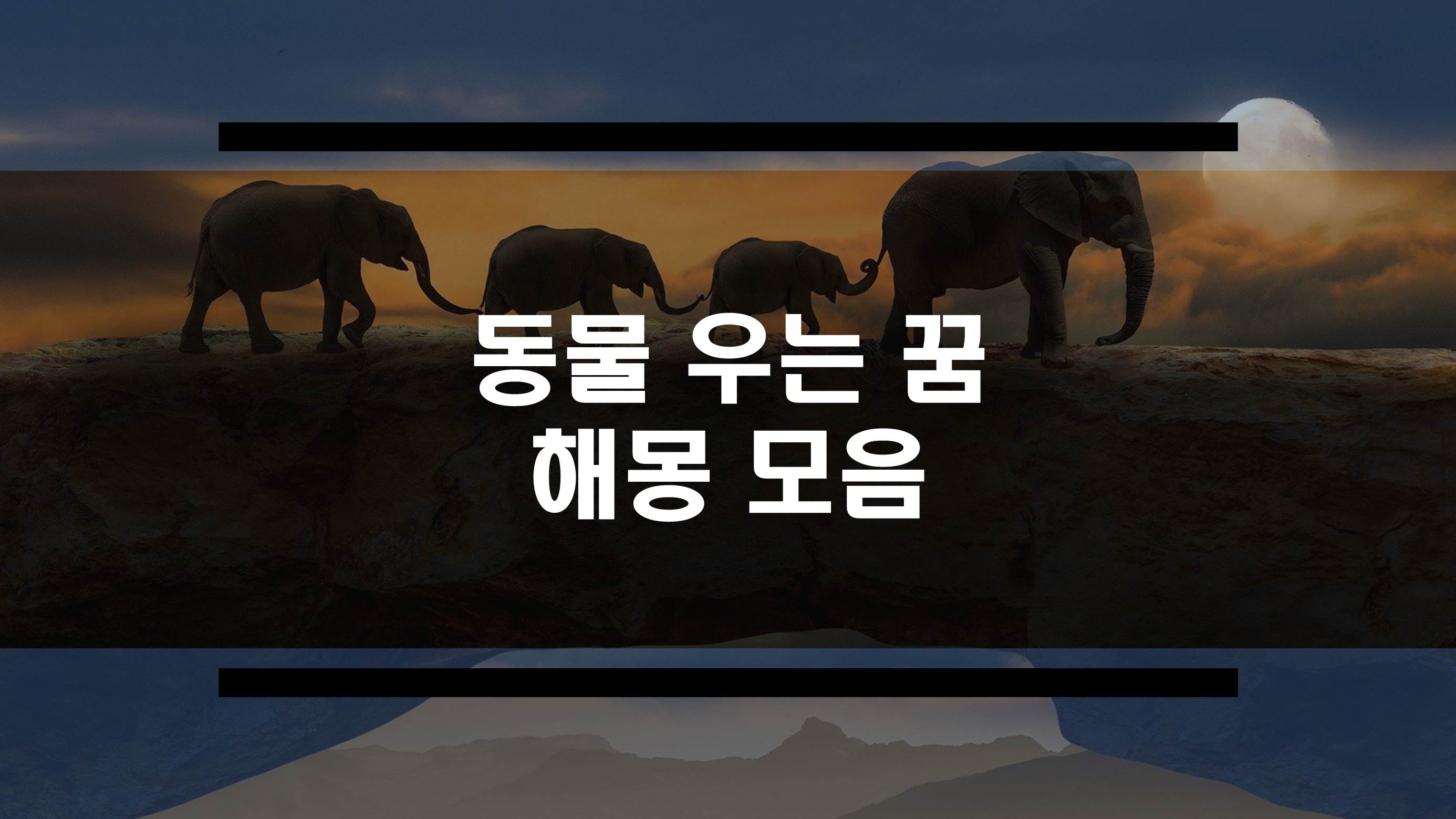  동물이 우는 꿈 해몽 모음