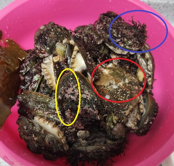  자연산 전복 수명 종류 영양성분 냉장 냉동 보관법 오분자기와 차이점