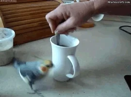  카페인(Caffeine) 에너지 부스터와 집중력의 비밀!!