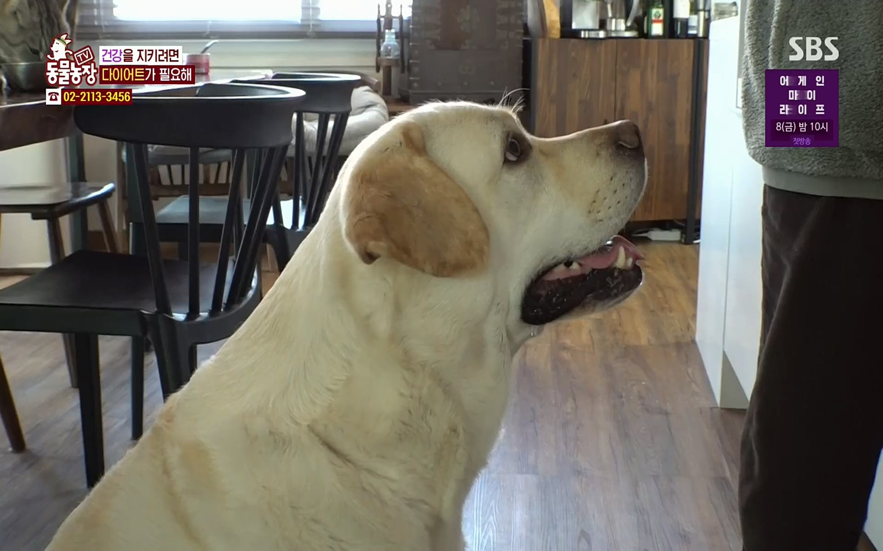 TV 동물농장.E1062.220327p.H264-F1RST.mp4_20220327_174415.001.jpg