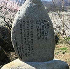 2024 광양 매화축제 