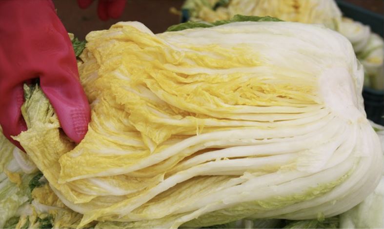 절임배추 10kg 몇포기