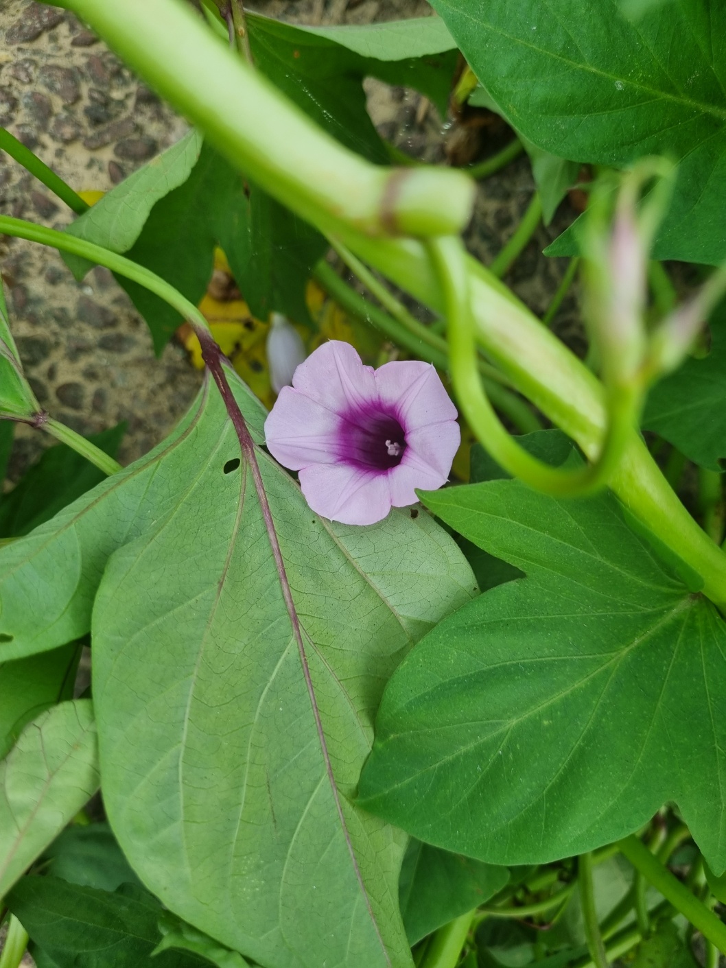 Seongyunhoetjip 3