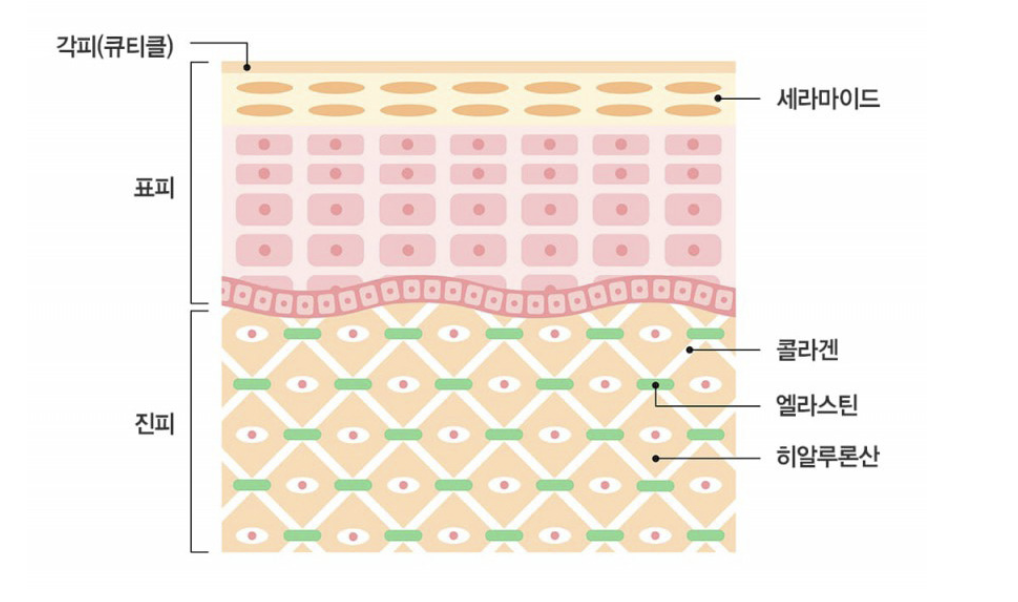 피부탄력에 콜라겐이 필요하다