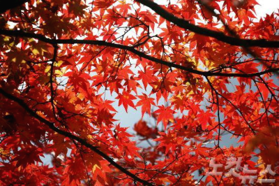 단풍(Maple leaves)