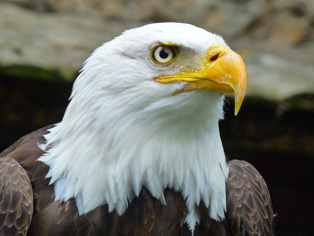 Eagle