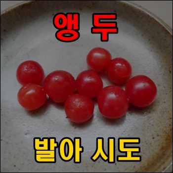  앵두 먹고 씨앗 발아해 볼까