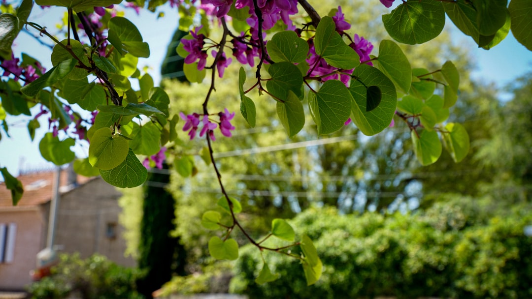 Springflower