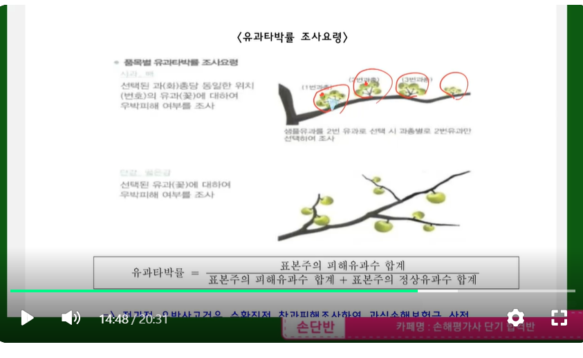 유과타박율조사유투브강의_사진