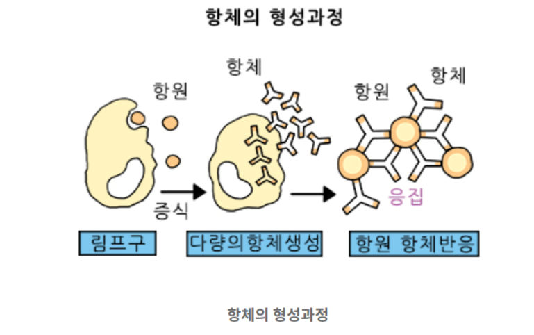 항체-형성-과정