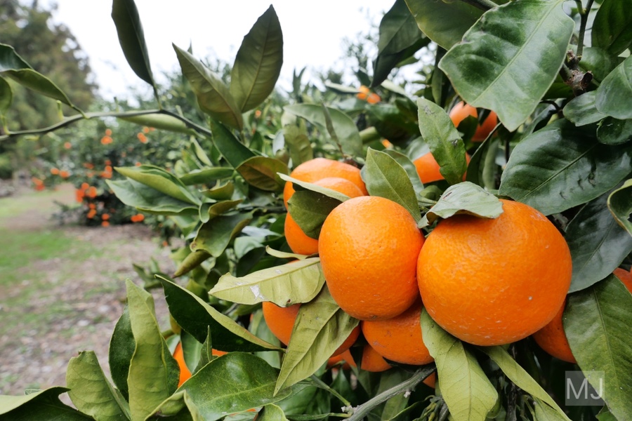 어린왕자 체험 in 감귤밭 카페 32