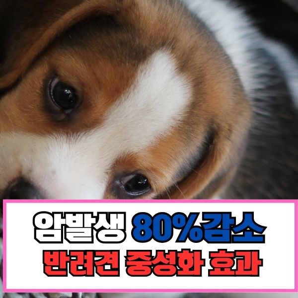 강아지중성화효능효과