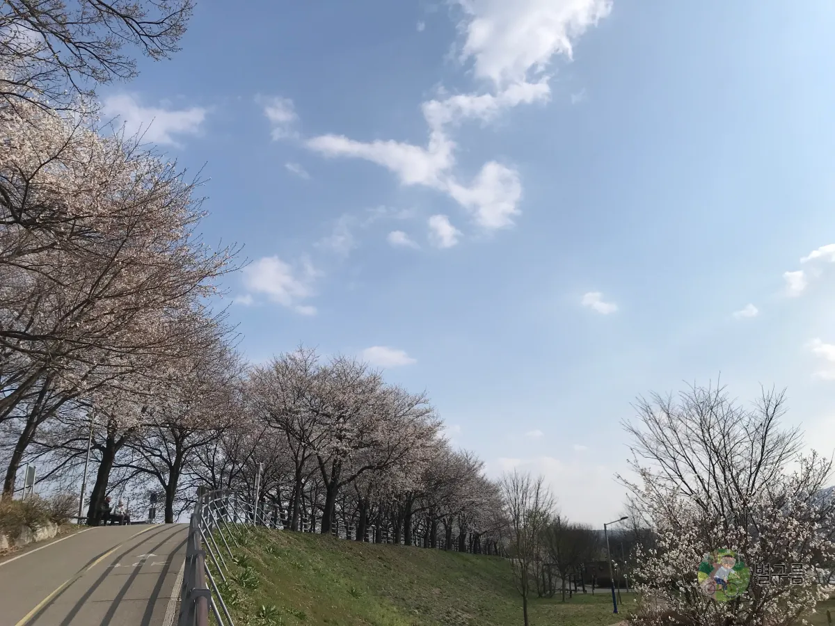 갈산공원-벚꽃-풍경-4
