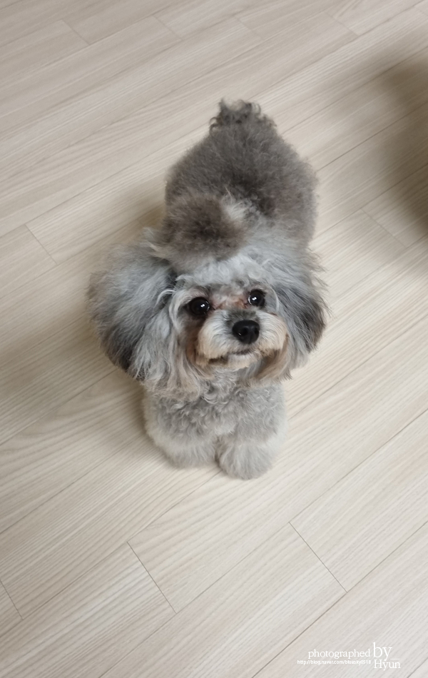 ::모델이 되어도 좋아! 실버푸들 마리 미용 10