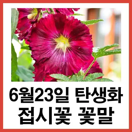 6월-23일-탄생화-접시꽃-꽃말