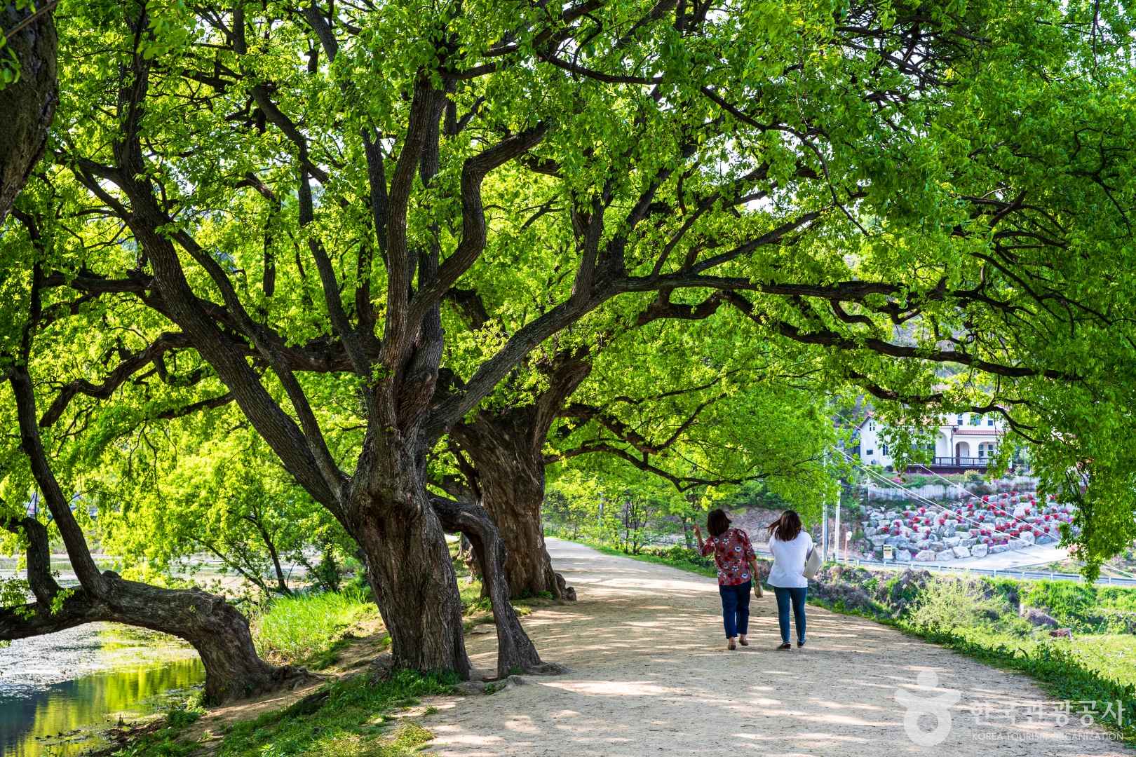 경산 반곡지