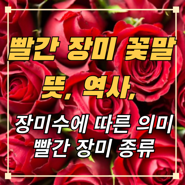 빨간장미- 꽃말- 뜻-역사-장미수-종류