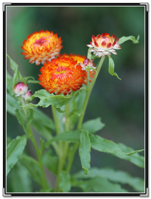 Strawflower 'Bright Bikinis Mix'