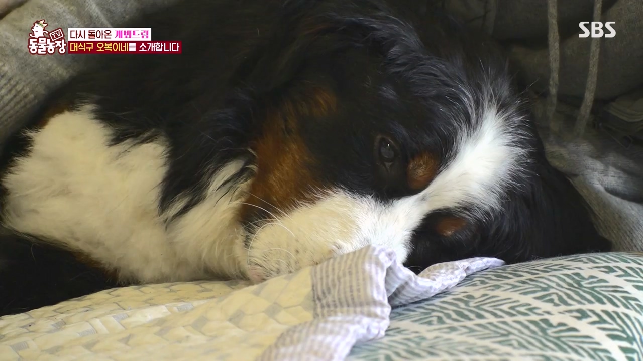 TV 동물농장.E1147.231127p-NEXT.mp4_20231126_170353.092.jpg