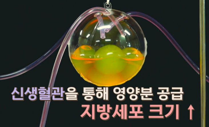 락토페린 효능 