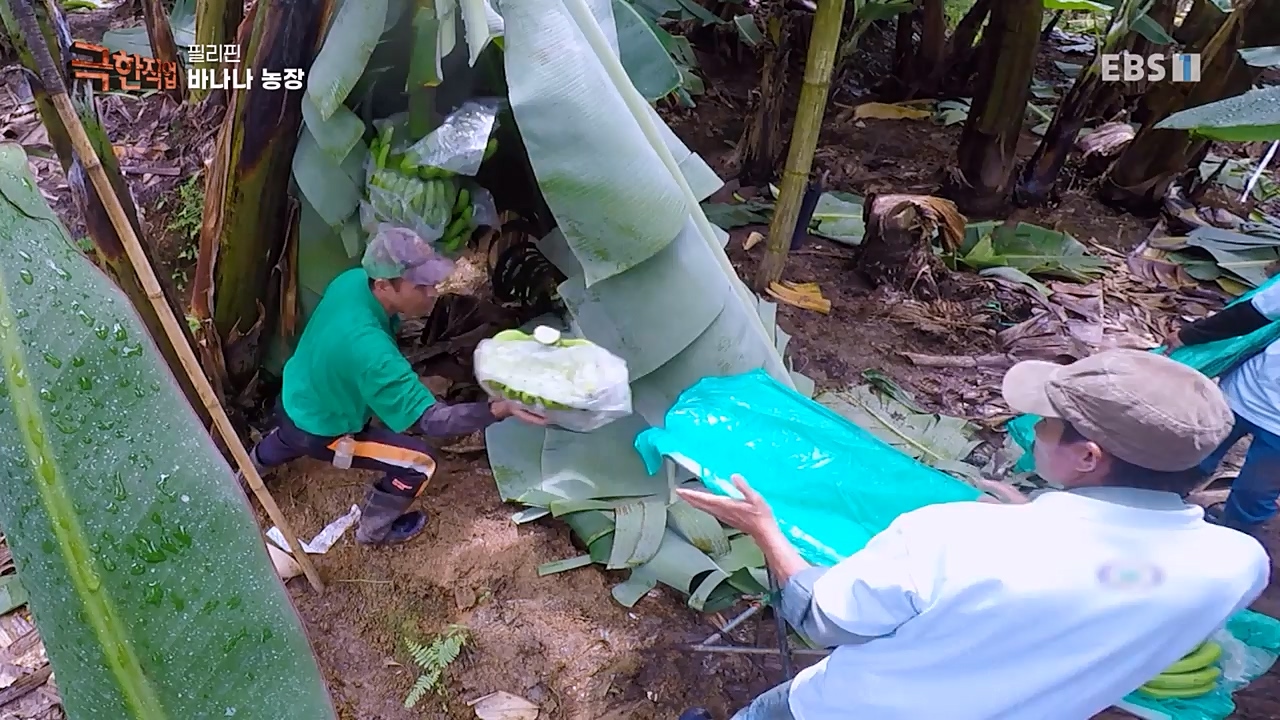 TV - 교육의 중심 EBS필리핀 바나나, 파인애플 농장.mp4_20230302_202858.694.jpg