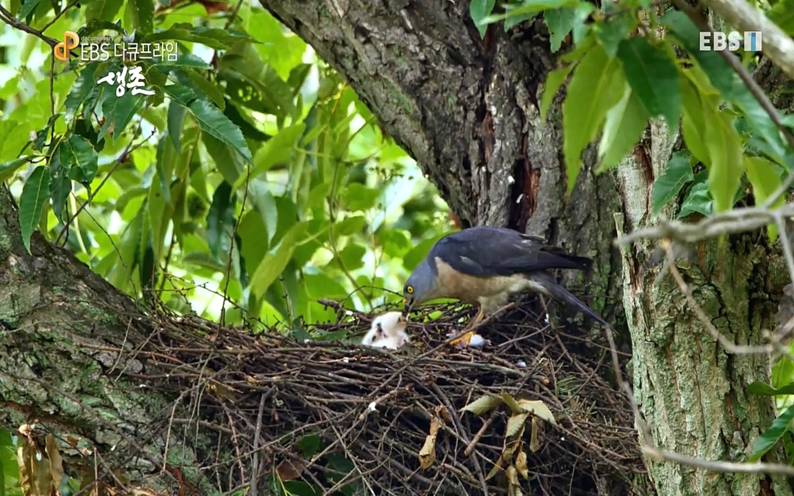 생존 3부_ EBS 다큐프라임_ 220629.avi_20220701_210010.951.jpg