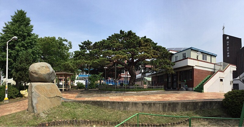  장원급제 소나무, 청주 봉황송