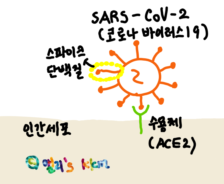  김빛내리 교수 세계 최초로 코로나 바이러스 유전자 밝히다(2편)!!/코로나 치료제/테라젠이텍스/바이오니아
