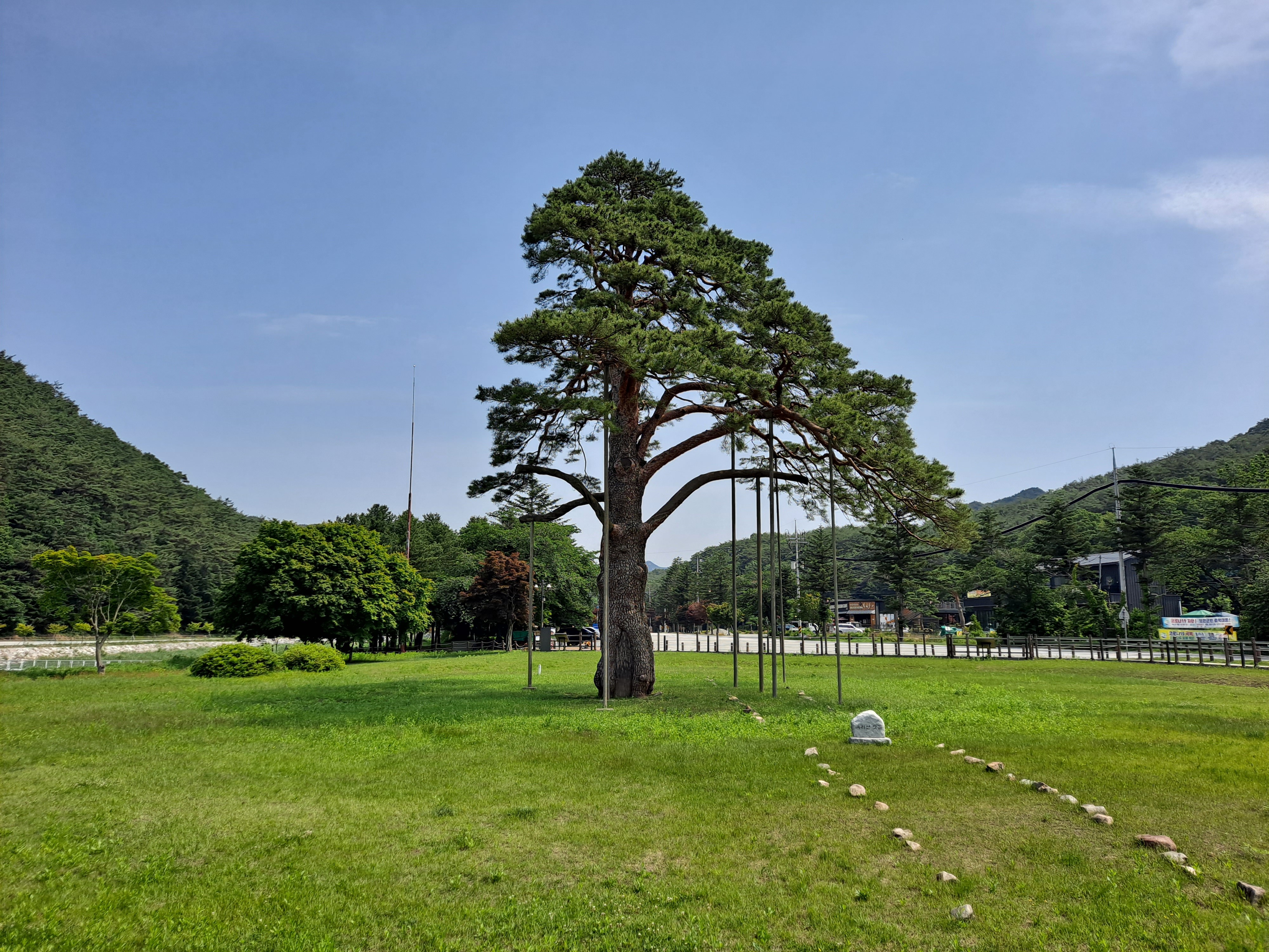  보은 속리 정이품송&먹거리