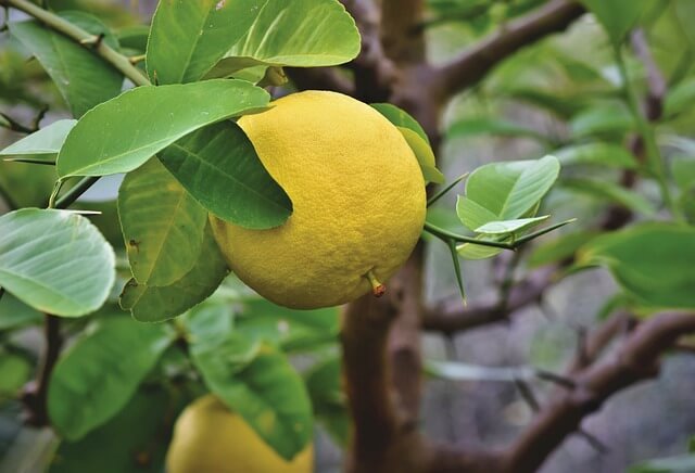 grape fruit