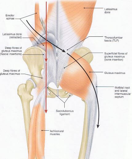 대둔근과 반대편의 흉요추근막과 연결되어 있다는 것을 나타내는 그림