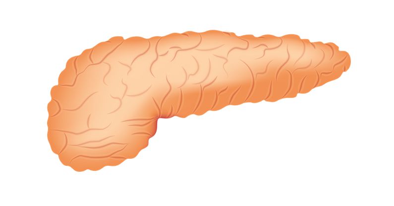 췌장 그래픽