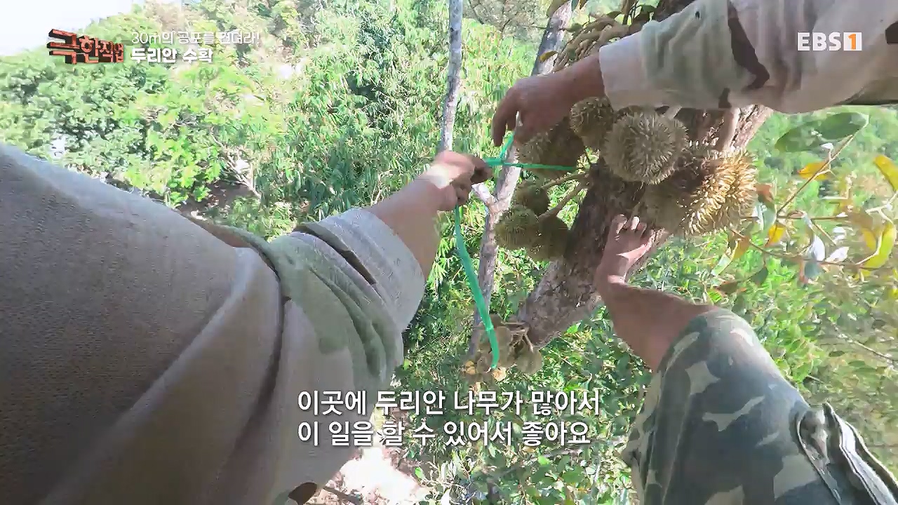 TV - 전 국민의 평생학교 EBS30m의 공포를 견뎌라! 인도네시아 열대과일 수확.mp4_20240103_200543.688.jpg