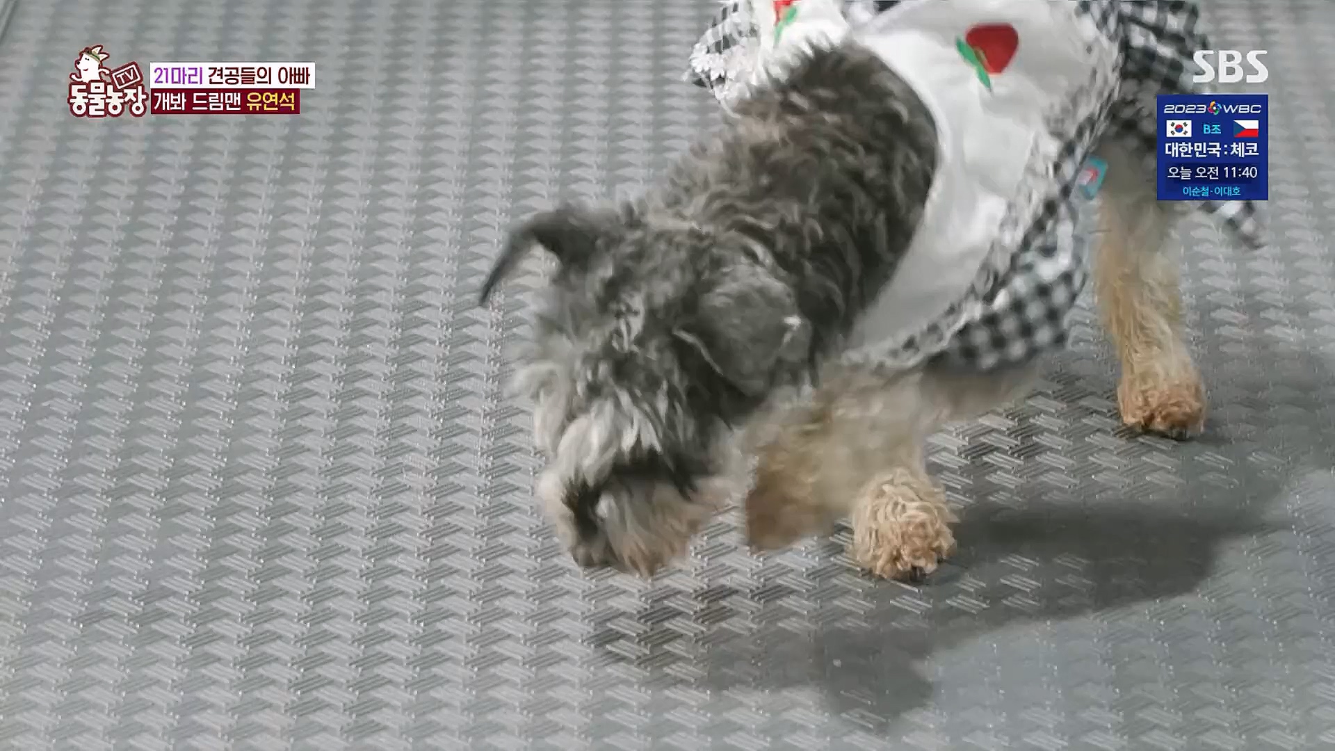 TV 동물농장.E1111.230312p.H264-F1RST.mp4_20230312_175956.695.jpg