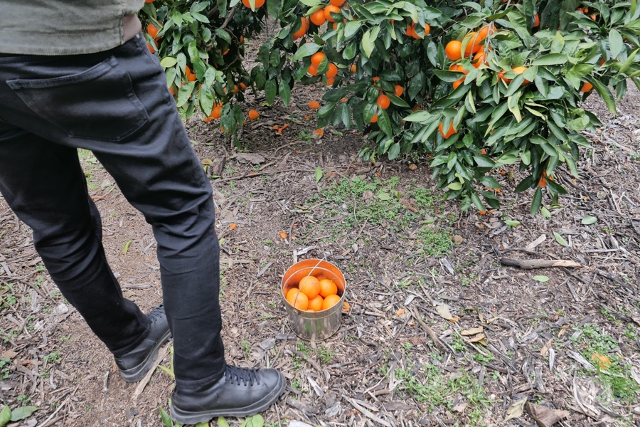 어린왕자 체험 in 감귤밭 카페 46