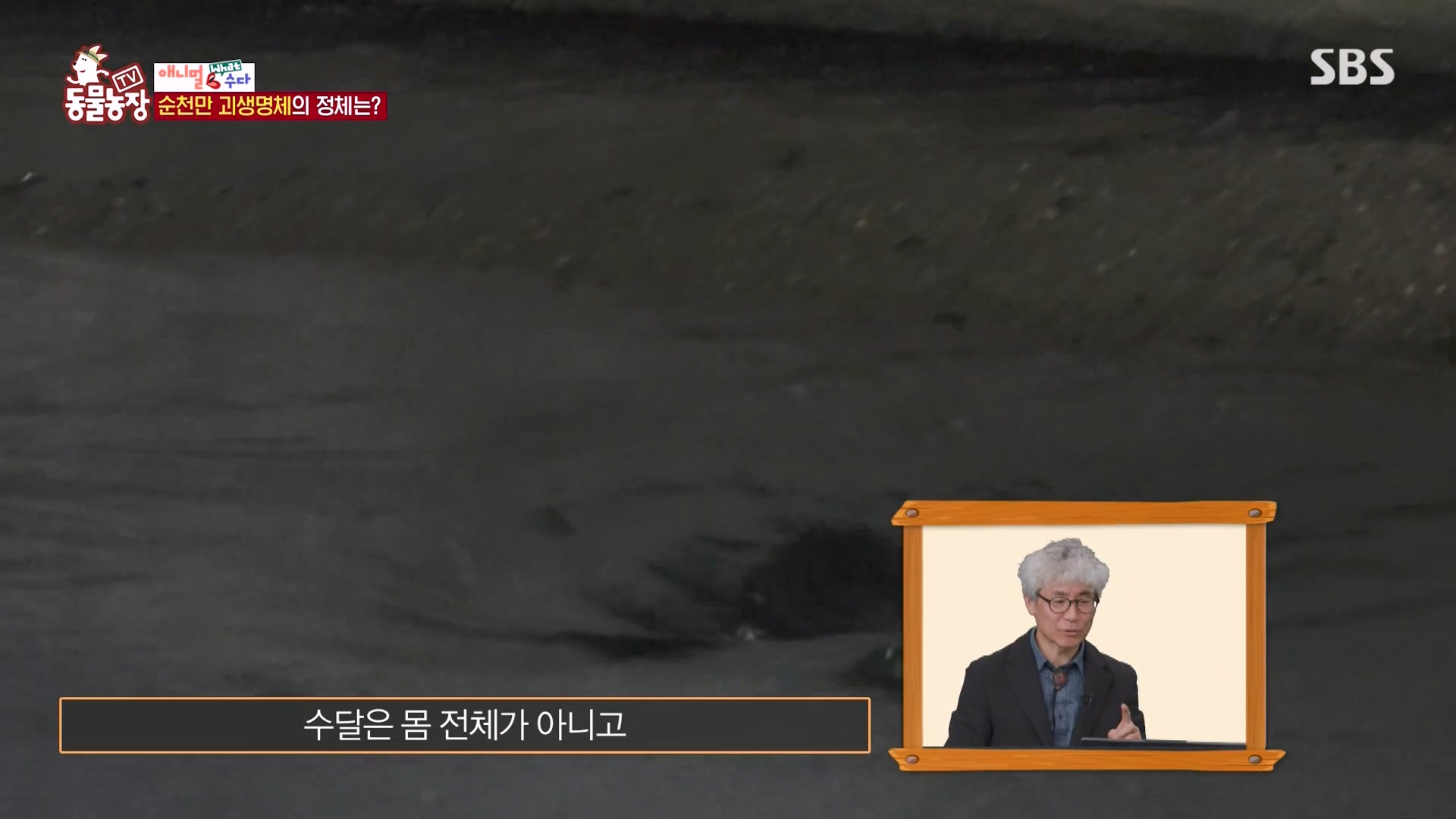 TV 동물농장.E1164.240324p-NEXT.mp4_20240324_170359.134.jpg