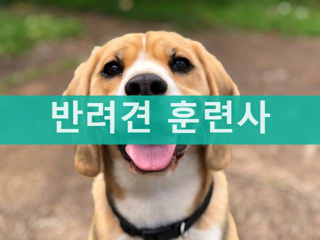 반려견 훈련사