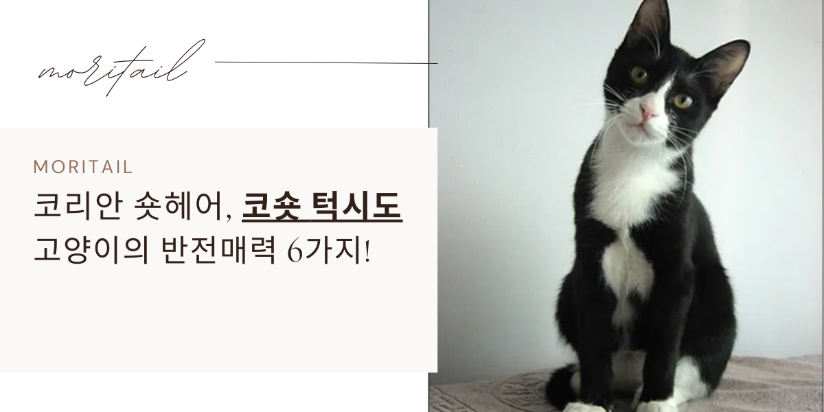 코리안 숏헤어 / 코숏 턱시도 고양이의 반전매력 6가지!