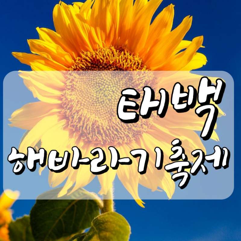 태백 해바라기축제 기본정보