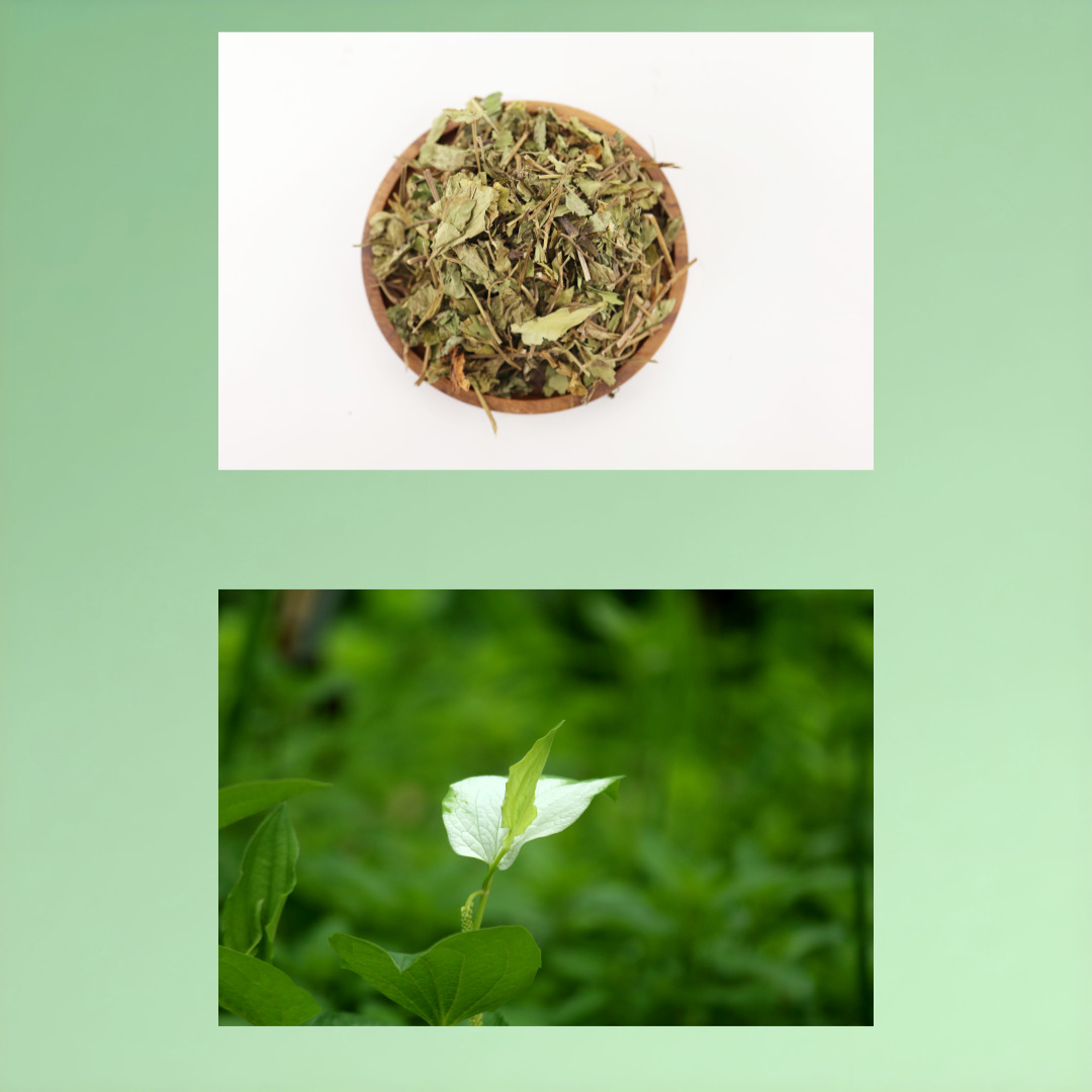 삼백초 사진