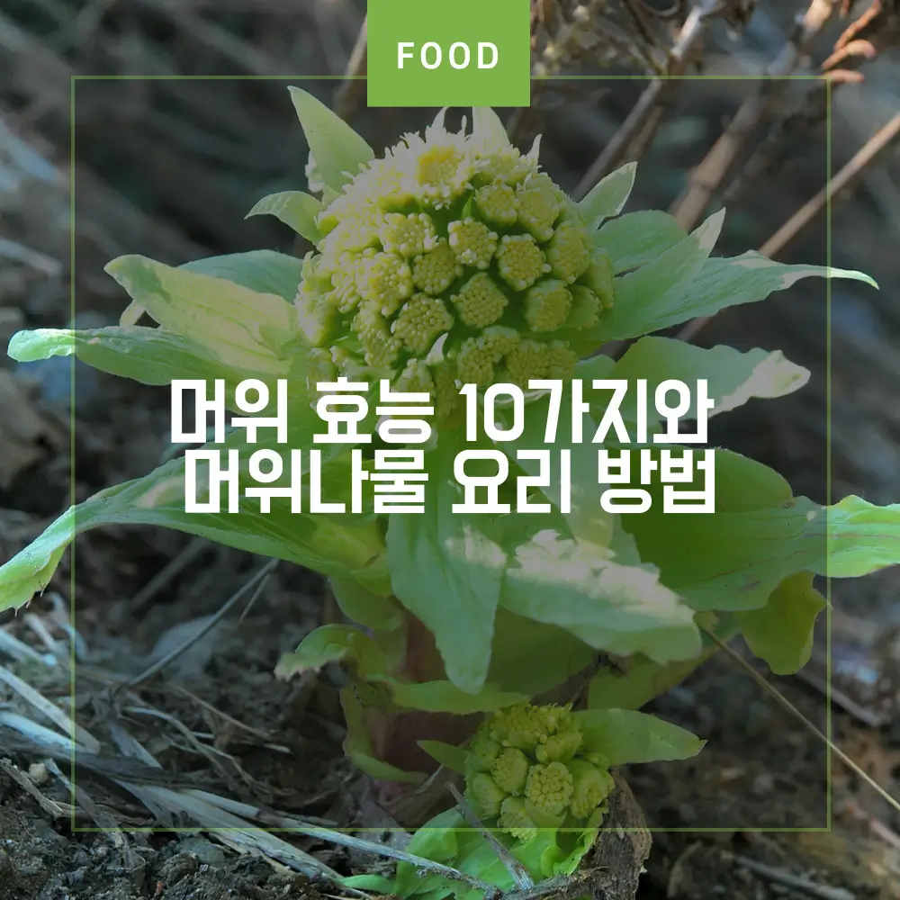  머위 효능 10가지와 머위나물 데치기 삶기 볶음 짱아찌 무침 요리 방법